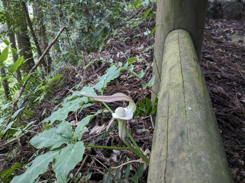 PXL_20240424_053224533