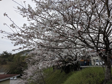 PXL_20240331_061954046