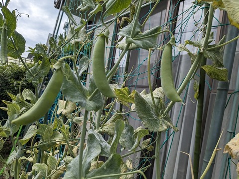 PXL_20240505_051704403