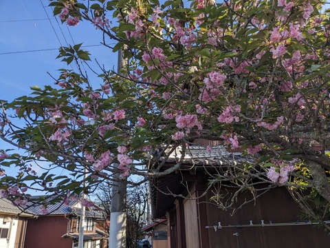 PXL_20240424_222648273