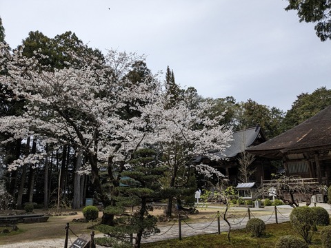 PXL_20240331_042955224