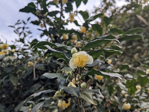 PXL_20251102_052635513