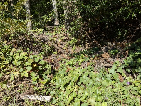 PXL_20241120_014011593