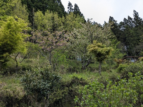 PXL_20240426_044835112