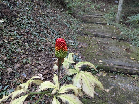 PXL_20251103_001403874