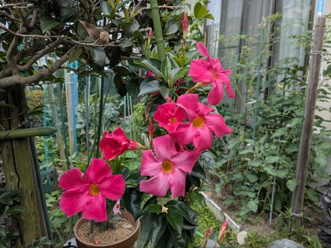 PXL_20250620_234812610