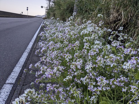 PXL_20240327_070837907