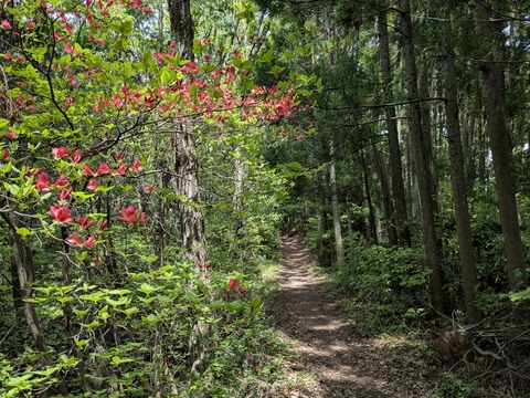 PXL_20250430_040228329