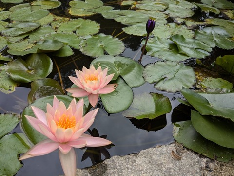 PXL_20240925_015637906