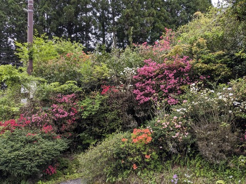 PXL_20240426_062336676