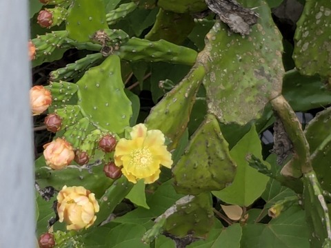 PXL_20250928_044255224