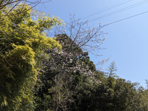 PXL_20240330_020210166