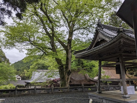 PXL_20240424_051817804