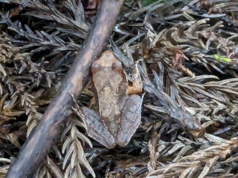 PXL_20240427_040356572