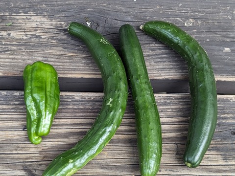 PXL_20240615_231204081