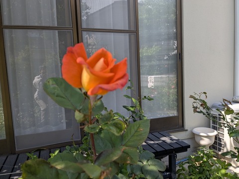 PXL_20250502_054803456