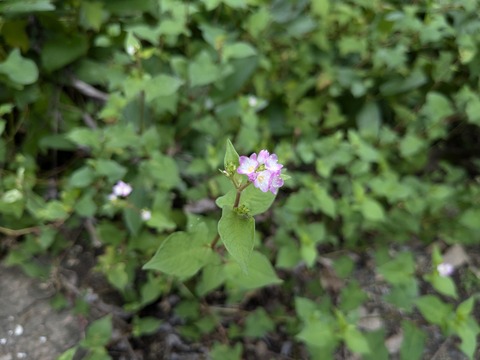 PXL_20240925_013226821