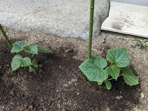 PXL_20240505_051720504