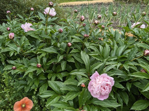 PXL_20240426_000332744