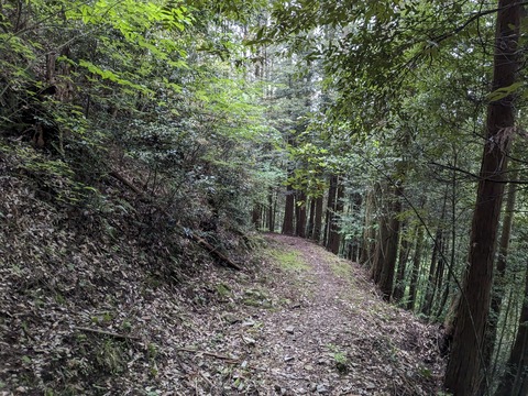 PXL_20240425_215416502.MP