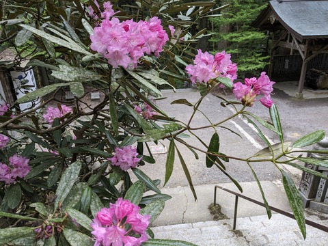 PXL_20240426_071700132