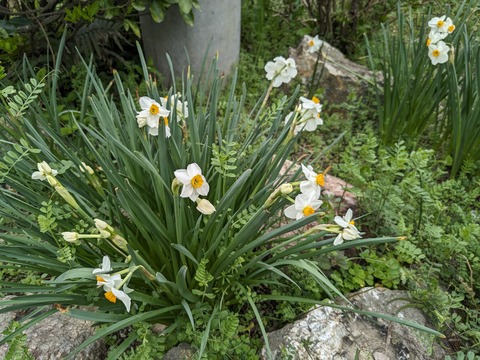 PXL_20240331_052814797