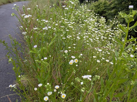 PXL_20250524_221139757