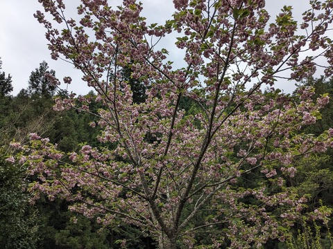 PXL_20240426_044844268