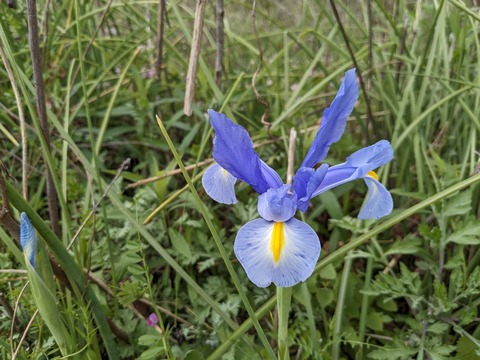 PXL_20240331_055159454