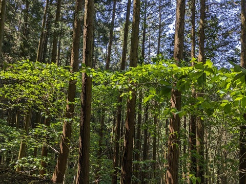 PXL_20240425_014000674