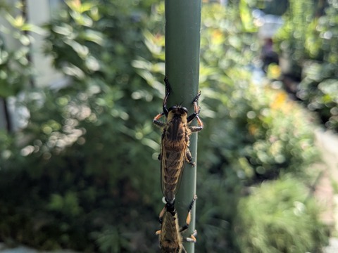 PXL_20250715_004532939