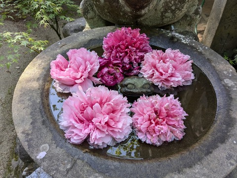 PXL_20250426_005554271