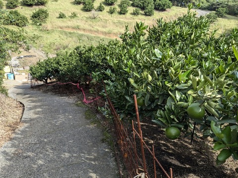 PXL_20241024_001435191