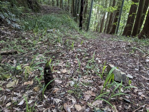 PXL_20240425_215752089.MP