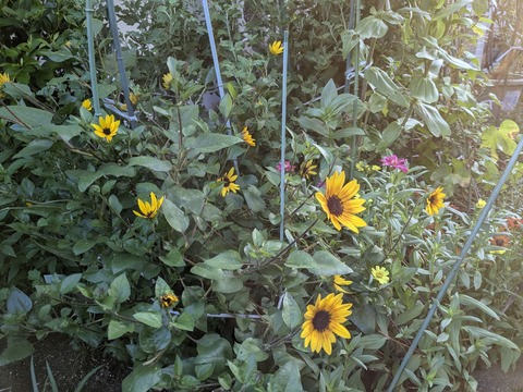 PXL_20240904_213931847