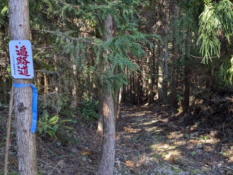 PXL_20241120_011546704