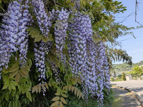 PXL_20250427_031819627