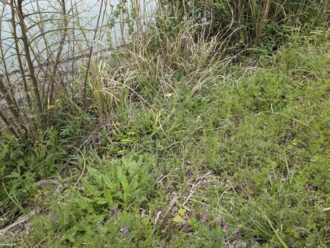 PXL_20240331_051418716