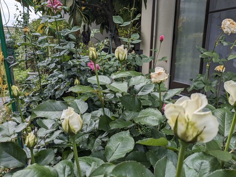 PXL_20240505_051346929