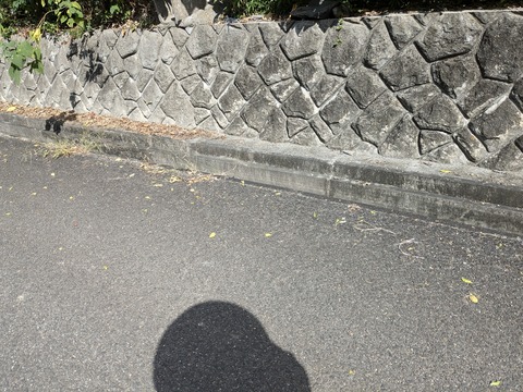 PXL_20241106_033440273