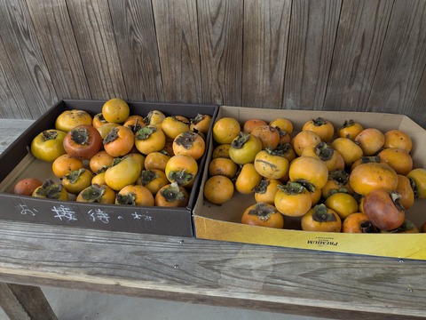 PXL_20251102_041913451