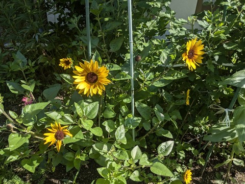 PXL_20240718_233421176