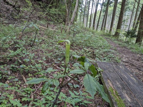 PXL_20240426_053726910