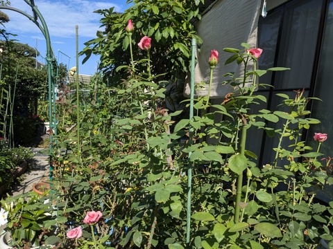 PXL_20240718_233531677