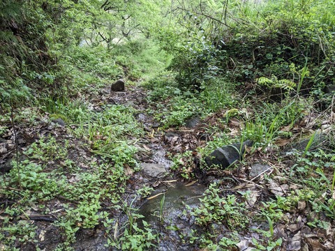 PXL_20240427_050001034