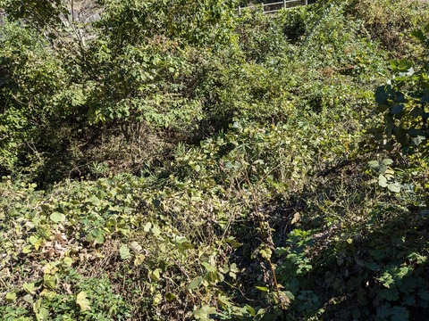 PXL_20241109_032249112