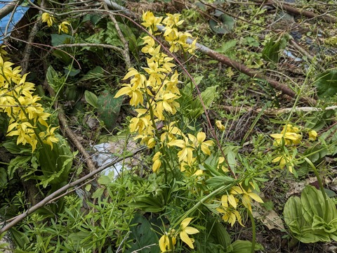 PXL_20240426_025019439