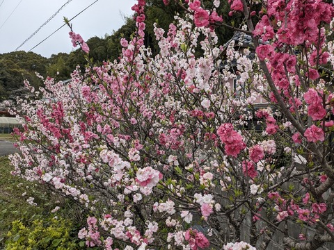 PXL_20240331_051602242