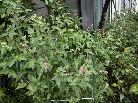 PXL_20241019_073550092