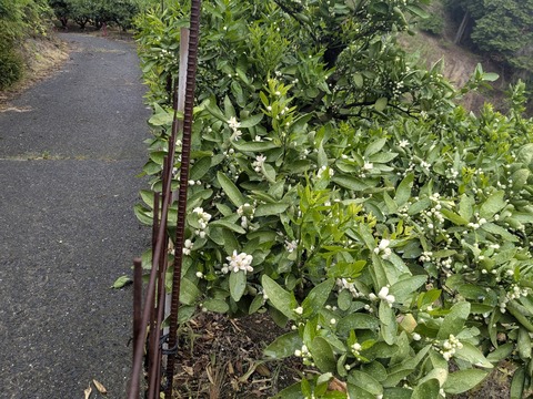 PXL_20250427_223750035